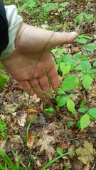 Carex arctata