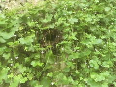 Cymbalaria muralis