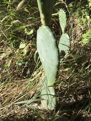Opuntia cacanapa