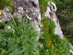 Ptilostemon echinocephalus