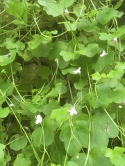 Cymbalaria muralis