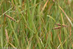 Carex paleacea