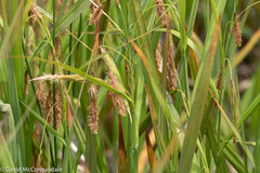Carex paleacea
