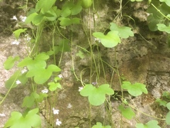 Cymbalaria muralis
