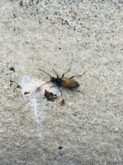 Brachyleptura brevis