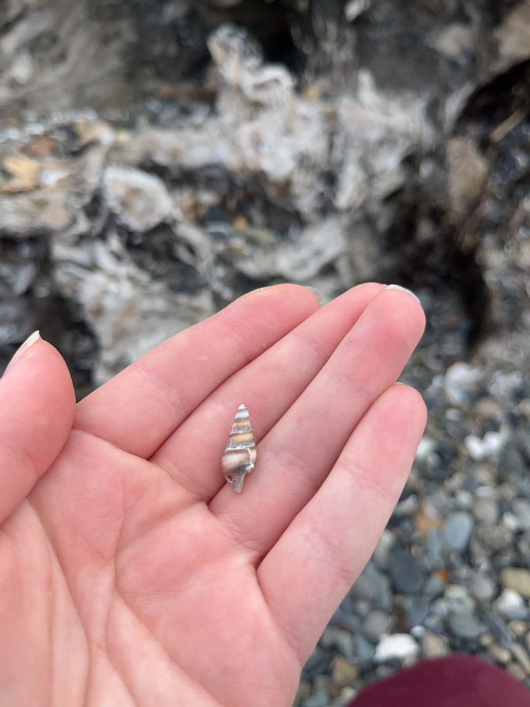 gray snakeskin-snail