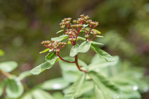 Rhodiola elongata (Ledeb.) Fisch. & C.A.Mey.