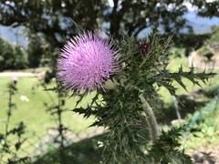 Cirsium japonicum australe