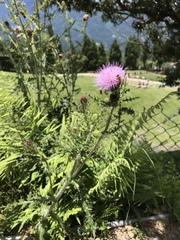 Cirsium japonicum australe