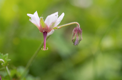 Geranium refractum, photograph (c) Morten Ross, some rights reserved (CC BY)