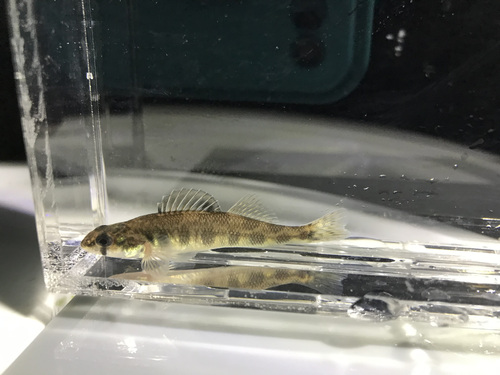 River darter (Percina shumardi) — Percidae — 5