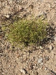 Chorizanthe brevicornu