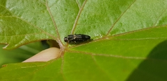 Agrilus derasofasciatus