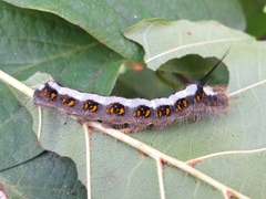 Acronicta cuspis