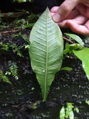 Microsorum membranaceum