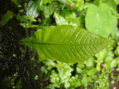 Microsorum membranaceum