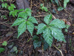 Tetrastigma obtectum