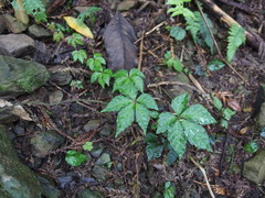 Tetrastigma obtectum