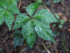 Tetrastigma obtectum