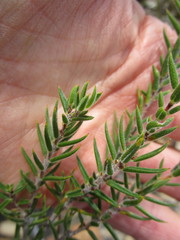 Agathosma pungens
