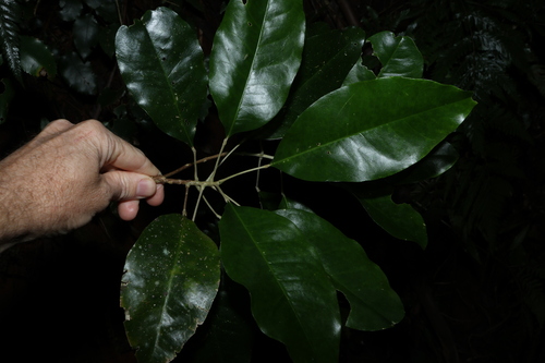 Image of Sarcomelicope simplicifolia by (c) Greg Tasney, some rights reserved (CC BY-SA)