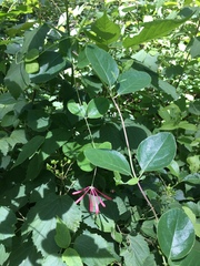Lonicera sempervirens