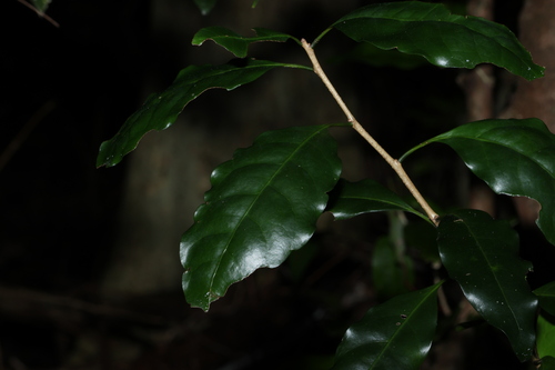 Image of Actephila mooreana by (c) Greg Tasney, some rights reserved (CC BY-SA)