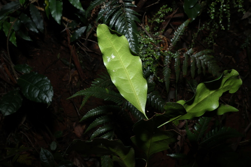 Image of Actephila mooreana by (c) Greg Tasney, some rights reserved (CC BY-SA)