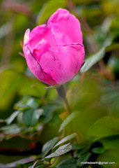 Rosa macrophylla