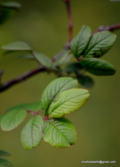 Rosa macrophylla