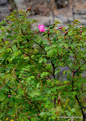 Rosa macrophylla