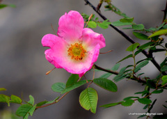Rosa macrophylla