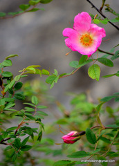 Rosa macrophylla