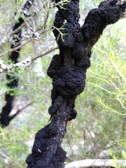 Hormiscium ericae