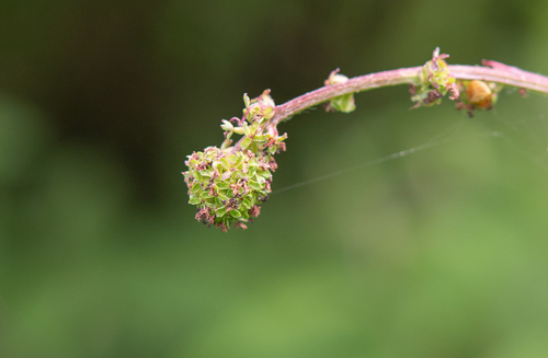 Sanguisorba diandra (Sanguisorba diandra)