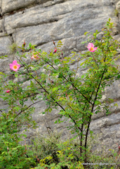Rosa macrophylla