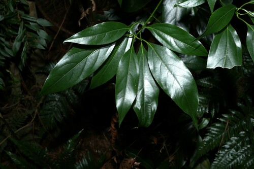 Image of Neolitsea australiensis by (c) Greg Tasney, some rights reserved (CC BY-SA)