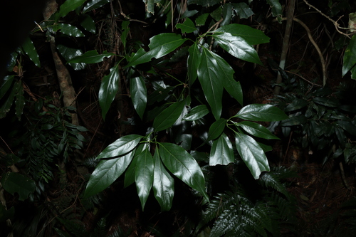 Image of Neolitsea australiensis by (c) Greg Tasney, some rights reserved (CC BY-SA)