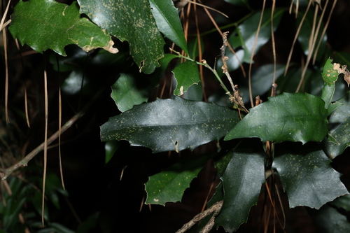 Image of Helicia glabriflora by (c) Greg Tasney, some rights reserved (CC BY-SA)
