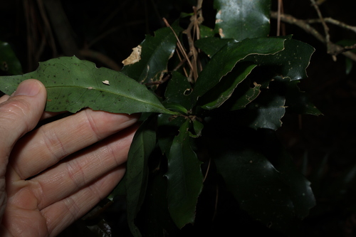 Image of Helicia glabriflora by (c) Greg Tasney, some rights reserved (CC BY-SA)