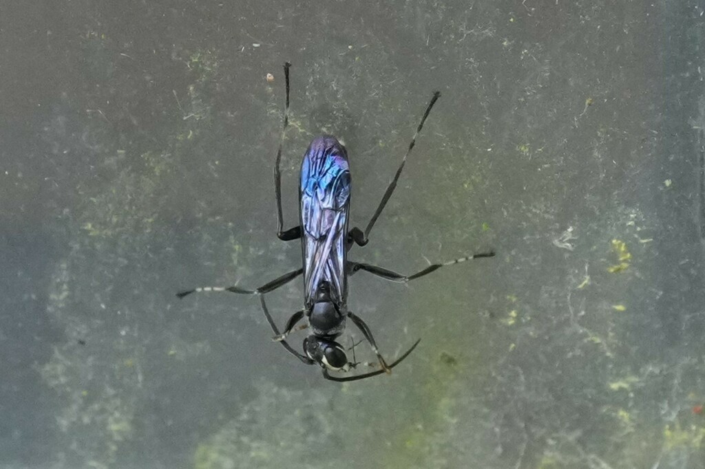 Ants, Bees, and Stinging Wasps from South Baton Rouge, Baton Rouge, LA ...
