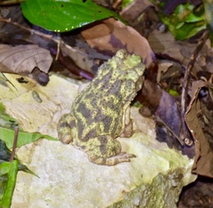 Peltophryne peltocephala