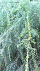 Cedrus atlantica