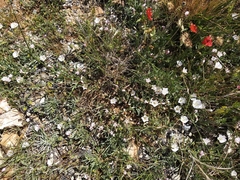 Convolvulus lineatus