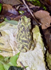 Peltophryne peltocephala