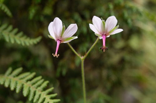 Geranium refractum, photograph 4