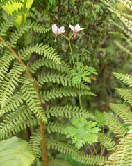 Geranium refractum, photograph (c) Morten Ross, some rights reserved (CC BY)