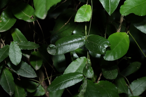 Image of Parsonsia lilacina by (c) Greg Tasney, some rights reserved (CC BY-SA)