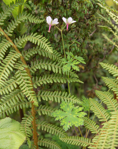 Geranium refractum, photograph 5