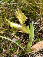 Iris tuberosa